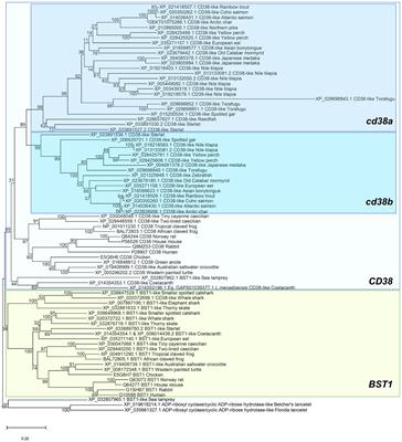 CD38 Defines a Subset of B Cells in Rainbow Trout Kidney With High IgM Secreting Capacities